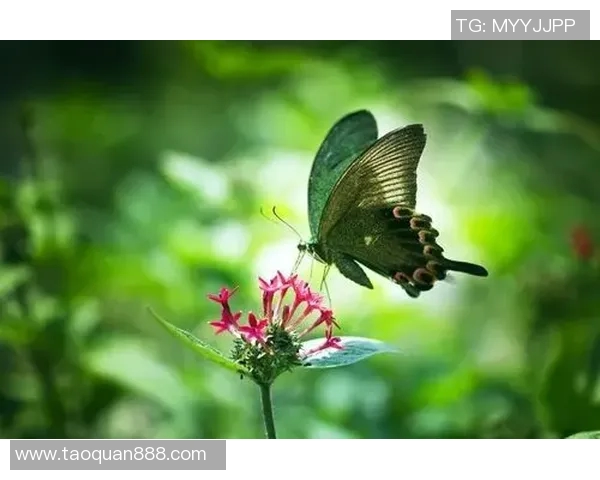 探索PEL野猫占点的魅力与秘密，揭开野外生存的真实故事与生态之美